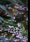 桃花涧